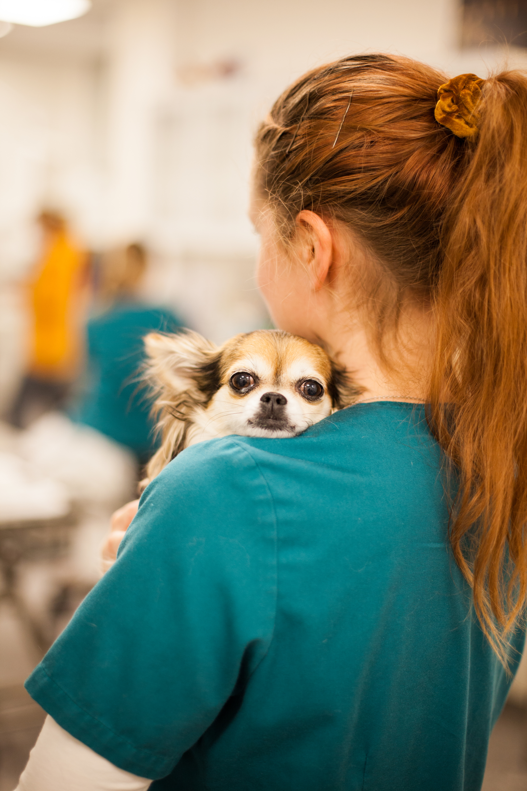 Hund med veterinær, ved Lofoten Dyreklinikk