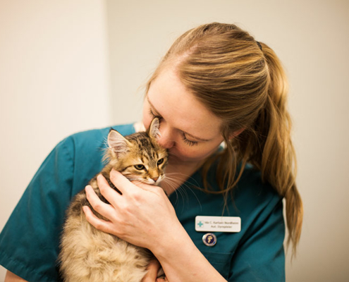 Katt med veterinær