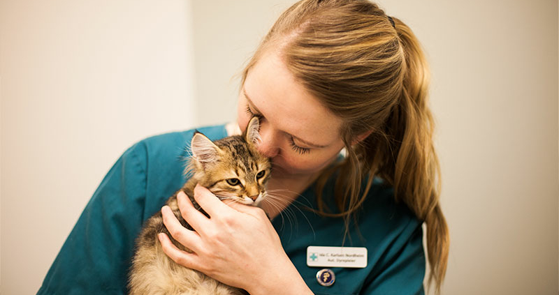 Katt med veterinær