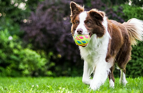 hund, aktiv, forhindre overvekt og fedme med lek