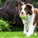 hund, aktiv, forhindre overvekt og fedme med lek