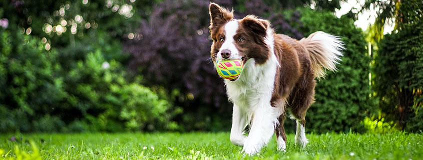 hund, aktiv, forhindre overvekt og fedme med lek