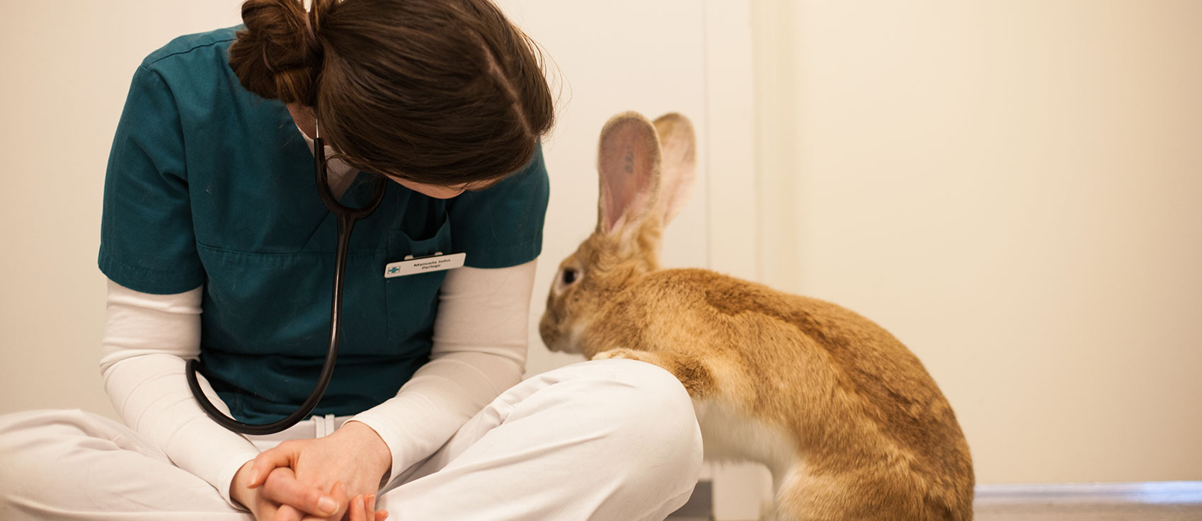 kanin hos veterinær ved Lofoten Dyreklinikk