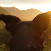 hund, solnedgang, illustrasjon til innlegg om turtips
