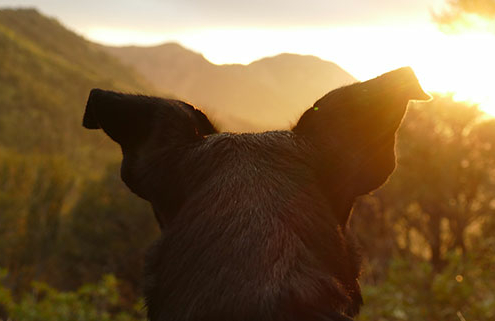 hund, solnedgang, illustrasjon til innlegg om turtips
