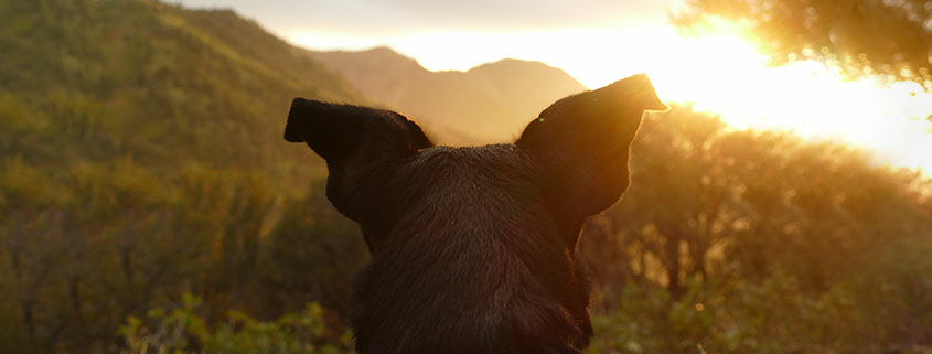 hund, solnedgang, illustrasjon til innlegg om turtips