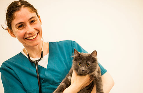 katt hos veterinær