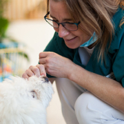 hund, veterinær, kennelhoste