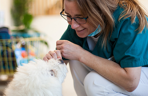 hund, veterinær, kennelhoste