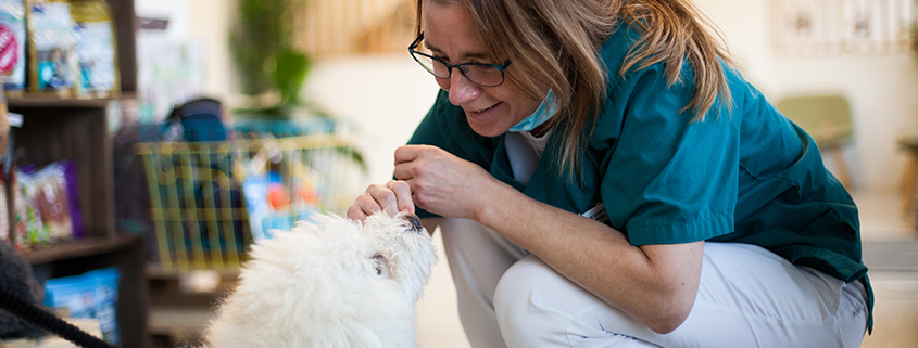 hund, veterinær, kennelhoste