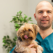 stig, veterinær, hund