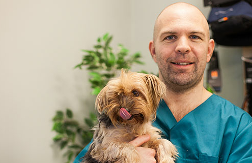 stig, veterinær, hund
