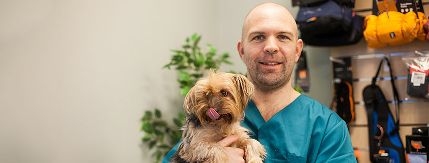 stig, veterinær, hund