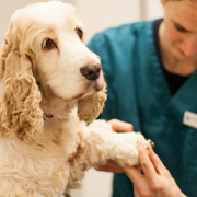 eldre hund, seniorhund, sjekk av sykdommer og problemer hos eldre hund