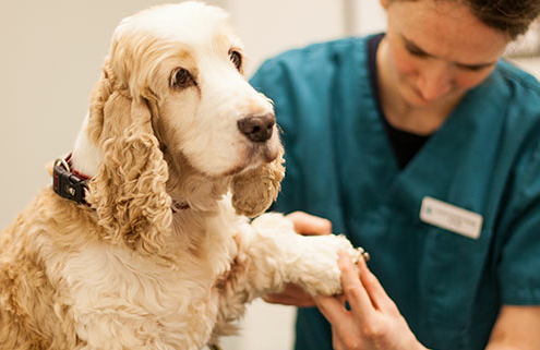 eldre hund, seniorhund, sjekk av sykdommer og problemer hos eldre hund