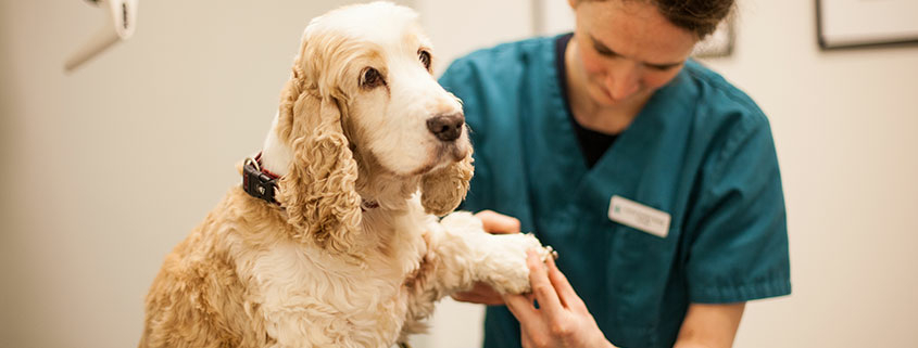 eldre hund, seniorhund, sjekk av sykdommer og problemer hos eldre hund