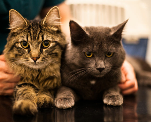 to katter, kastrert katt har større risiko for overvekt