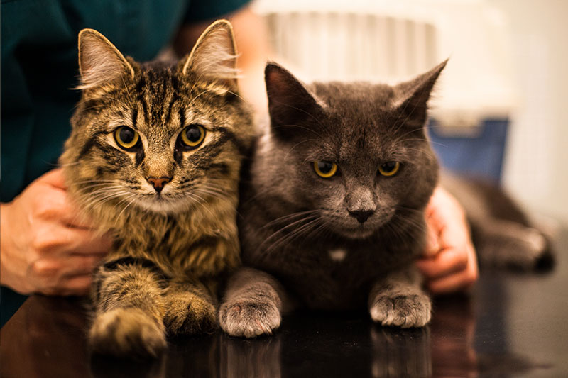 to katter, kastrert katt har større risiko for overvekt