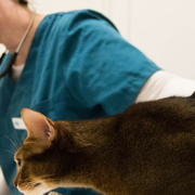 Veterinær som tilbyr akupunkturbehandling, akupressurpunkter hos katt