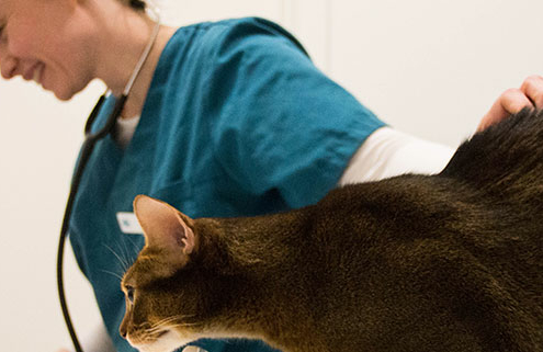 Veterinær som tilbyr akupunkturbehandling, akupressurpunkter hos katt