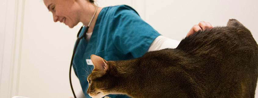 Veterinær som tilbyr akupunkturbehandling, akupressurpunkter hos katt