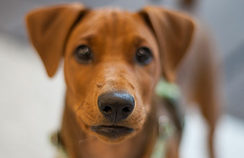 hund, miljøtrening på klinikken