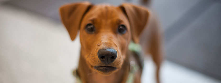 hund, miljøtrening på klinikken