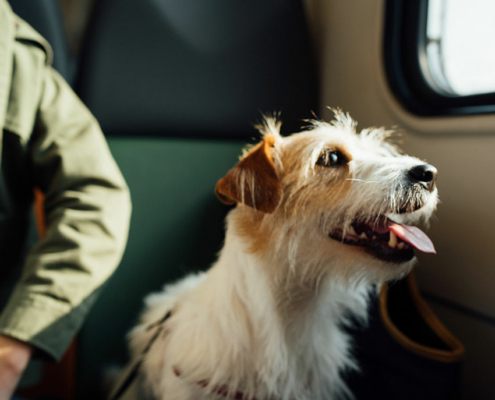 hund, reise
