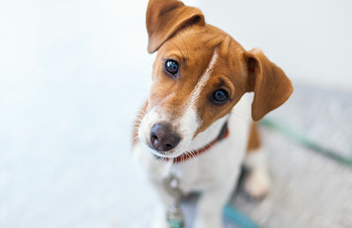 hund som skal testes for allergi hos veterinær