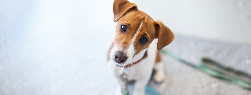 hund som skal testes for allergi hos veterinær