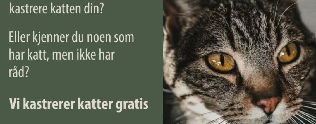 katt DB