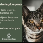 katt DB