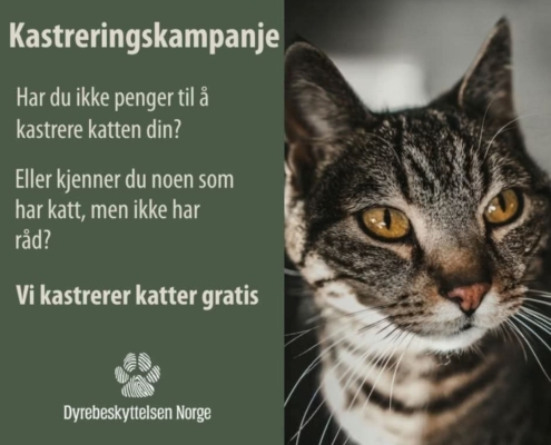 katt DB
